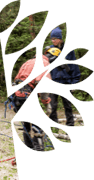 arborists preparing to fell a tree