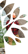 arborist assessing a tree for trimming