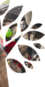 arborist measuring a tree trunk